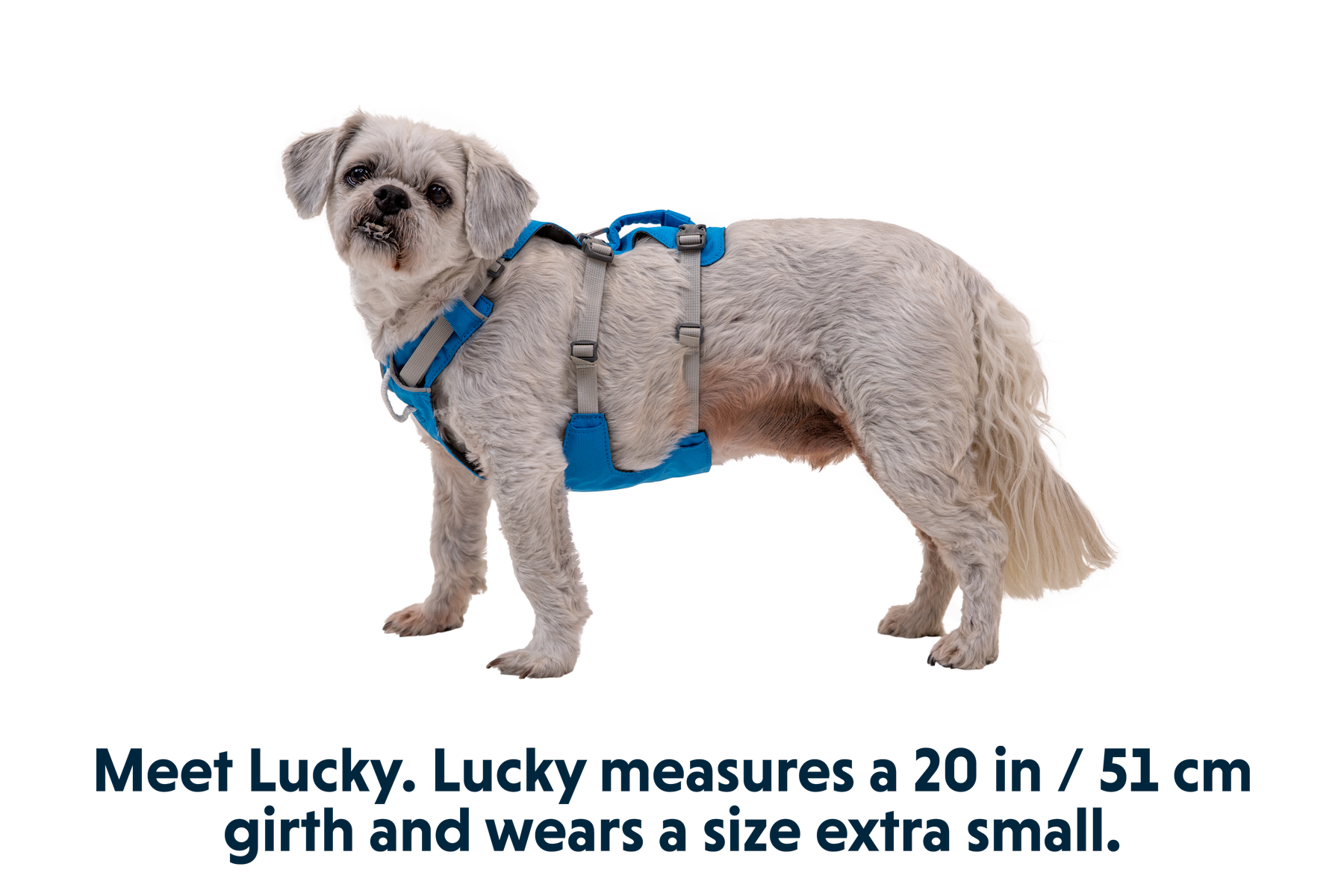 30551_Flagline-Harness_Blue-Dusk_LUCKY_XSmall.png