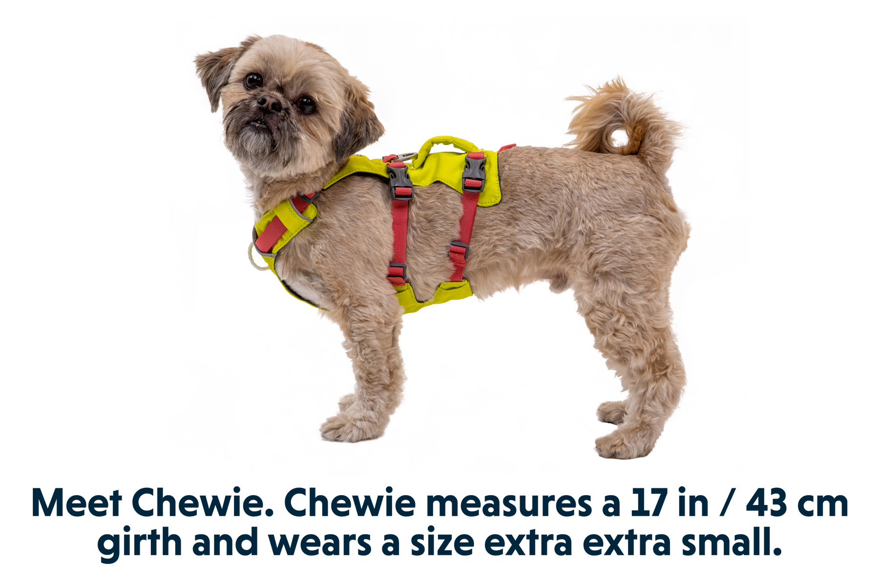 30551_Flagline-Harness_Lichen-Green_CHEWIE_XXSmall.png